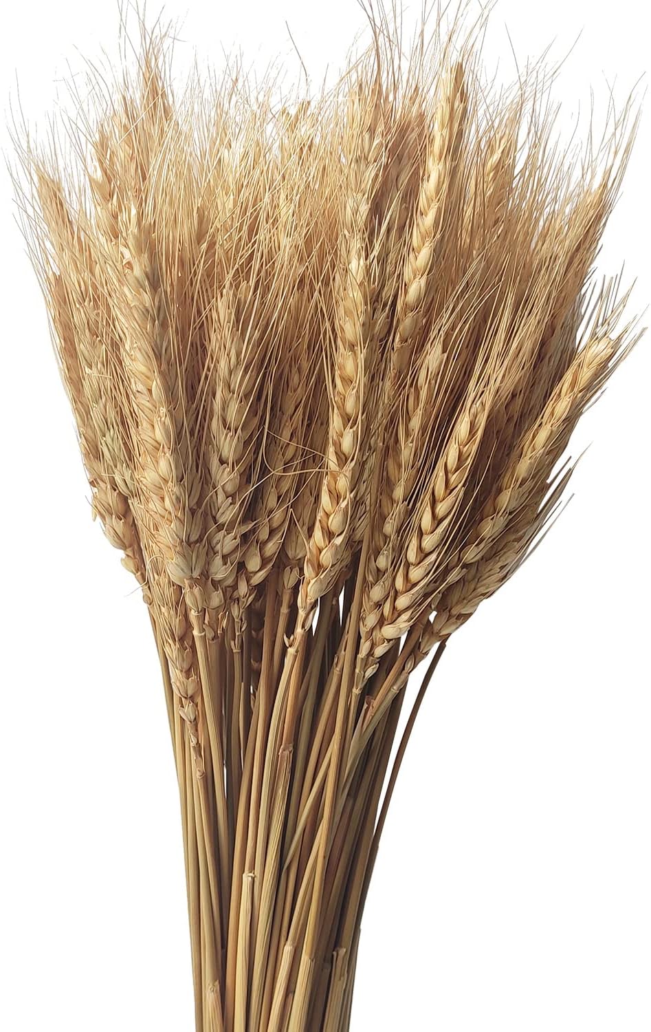 100-Stem Dried Wheat Bundle